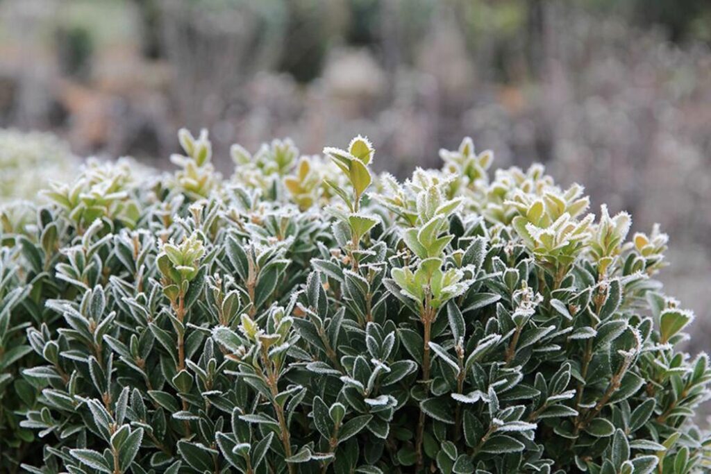 Hiver sans toxiques Des méthodes naturelles pour un jardin sain