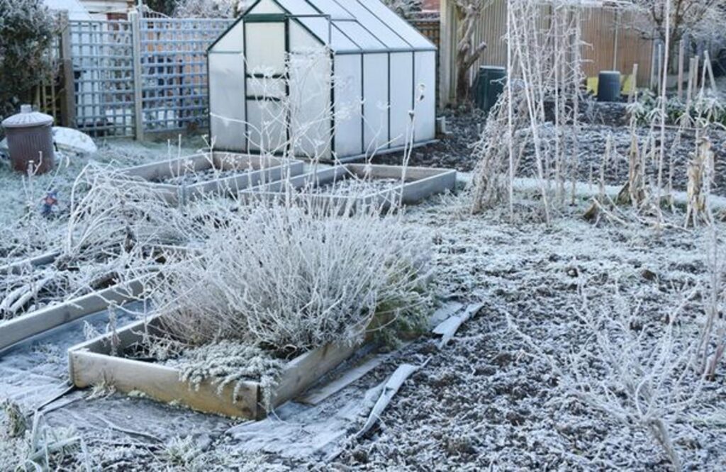 Les gestes vitaux pour protéger votre jardin cette semaine
