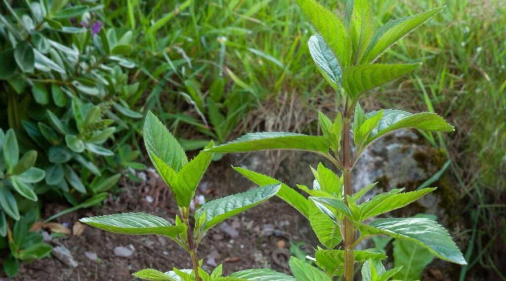 Les herbes secrètes de l'hiver Un jardinage mystérieux révélé