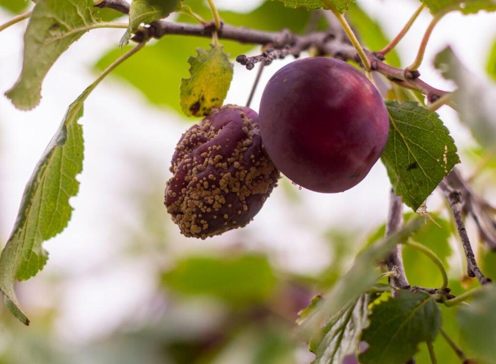 Pourquoi vos fruits pourrissent-ils si vite