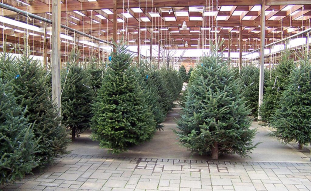 Sapin parfait Des critères surprenants pour le choisir ce Noël