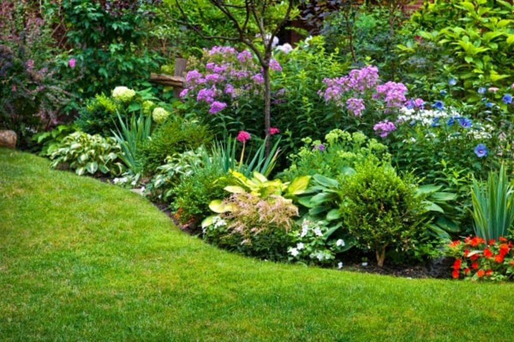 plante vivace pour l'hiver