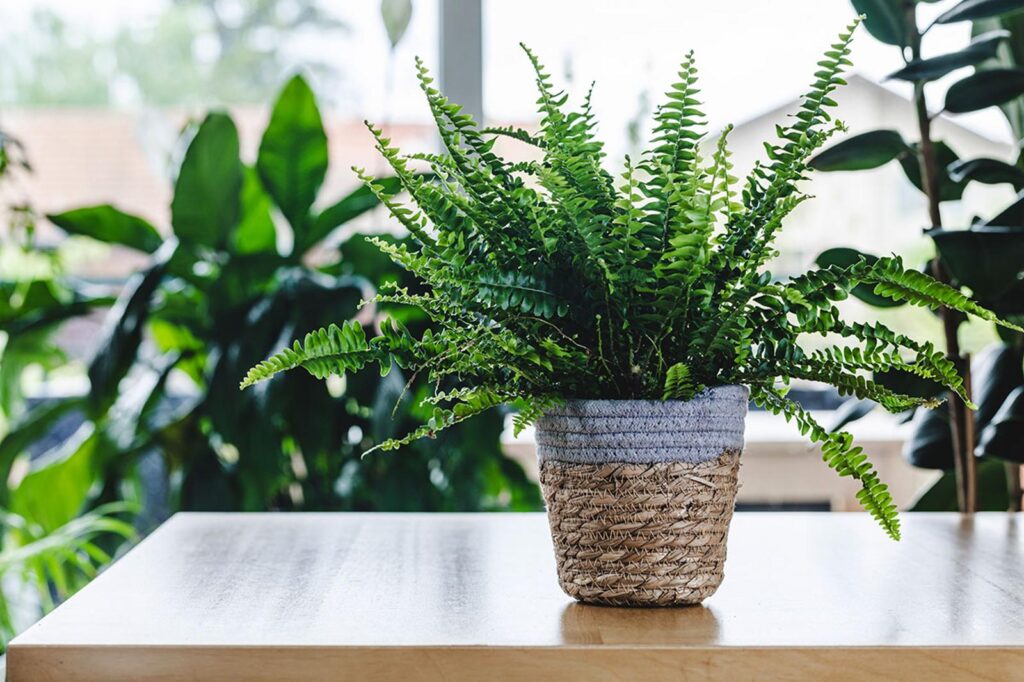 plantes pour des nuits magiques