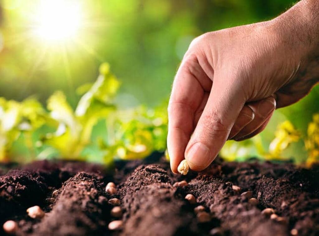 Démarrage du potager le calendrier complet des semis pour une saison réussie