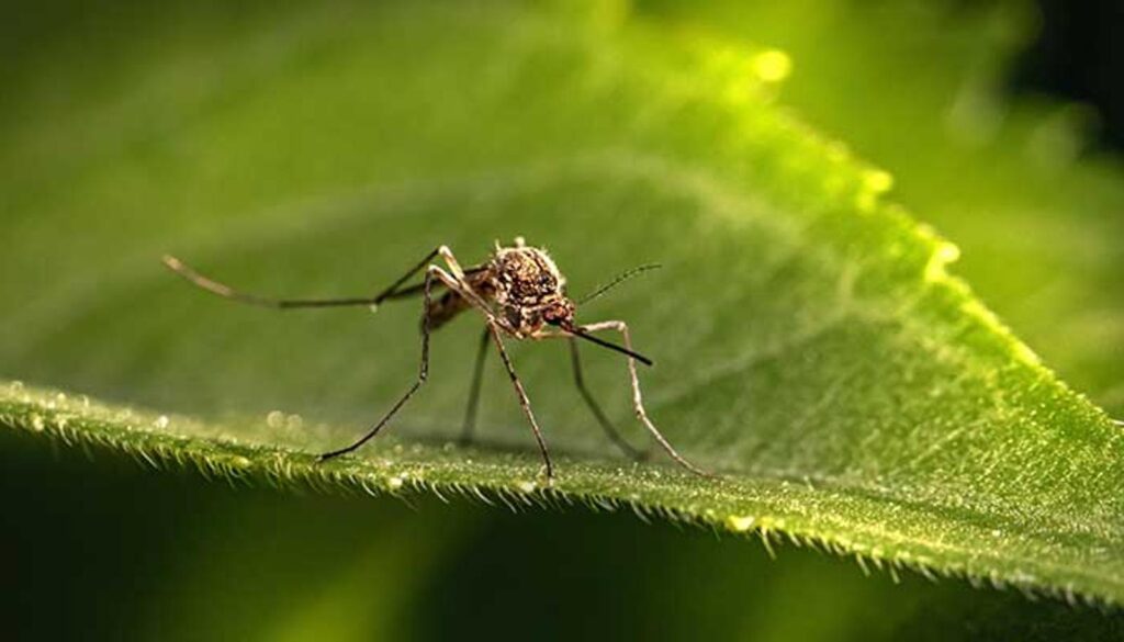 Éloignez les moustiques naturellement plantes et astuces pour profiter de vos soirées d'été sans piqûres
