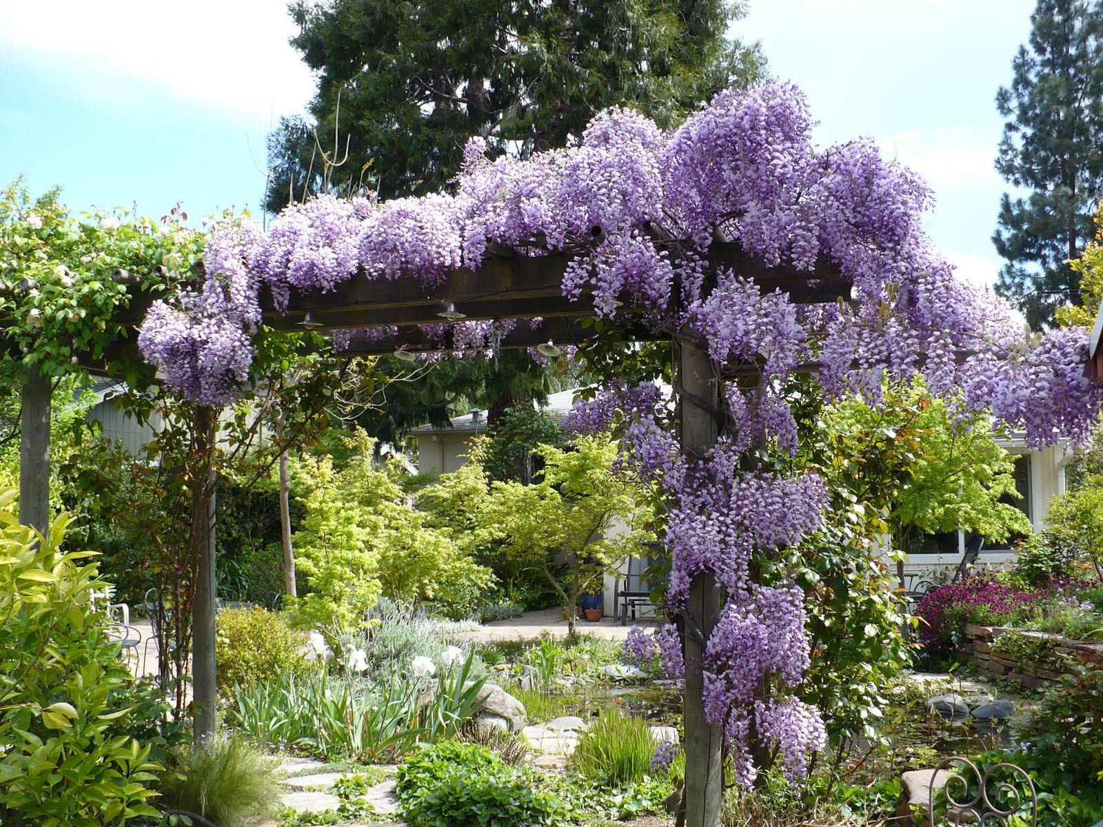 Comment tailler les glycines pour obtenir des fleurs