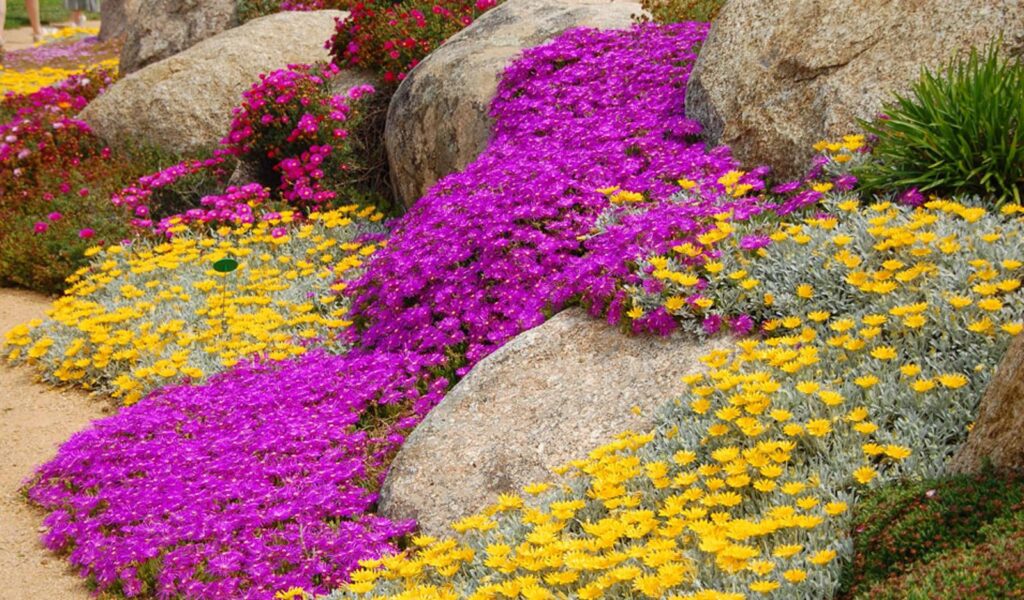 Créez un jardin ensoleillé avec ces 5 plantes vivaces tapissantes