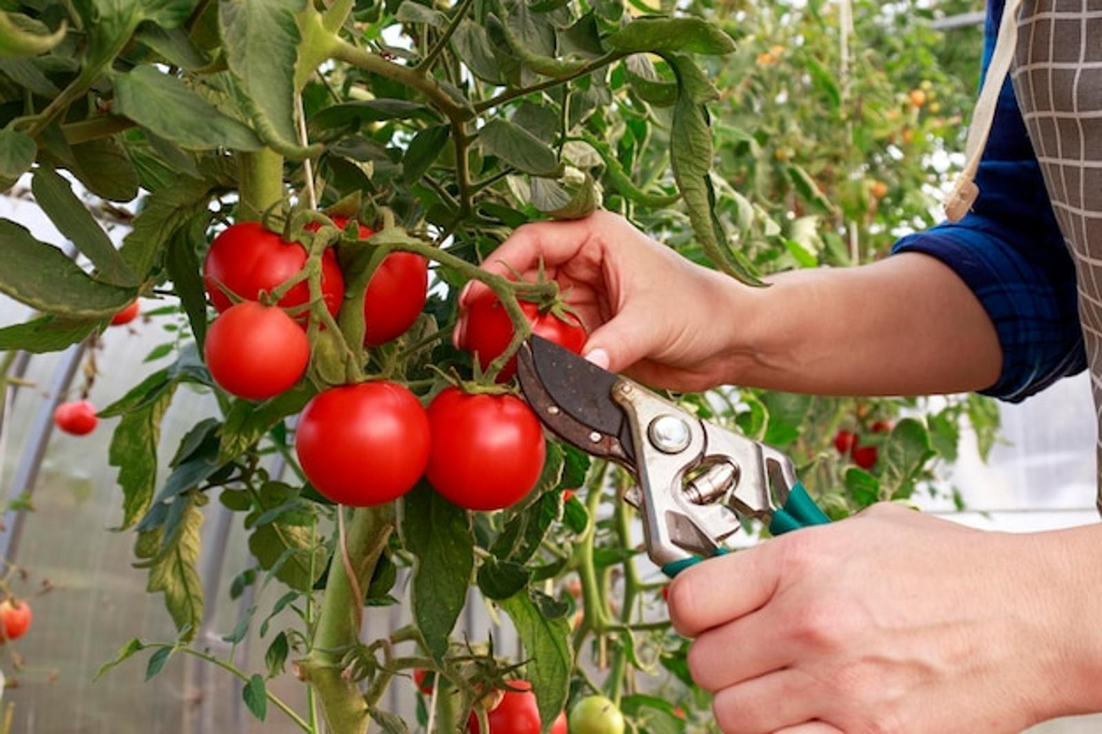 Des tomates qui font envie Secrets pour une récolte record avant l'été