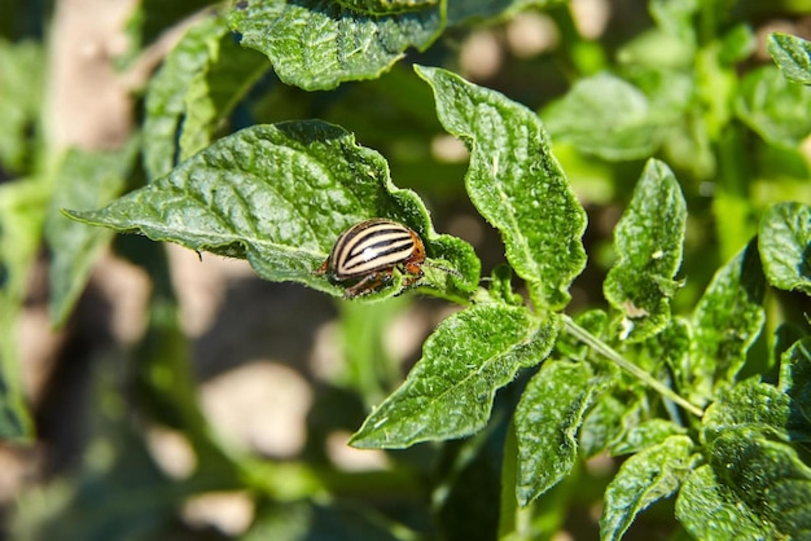 Éliminez les parasites naturellement et protégez vos plantes ce printemps