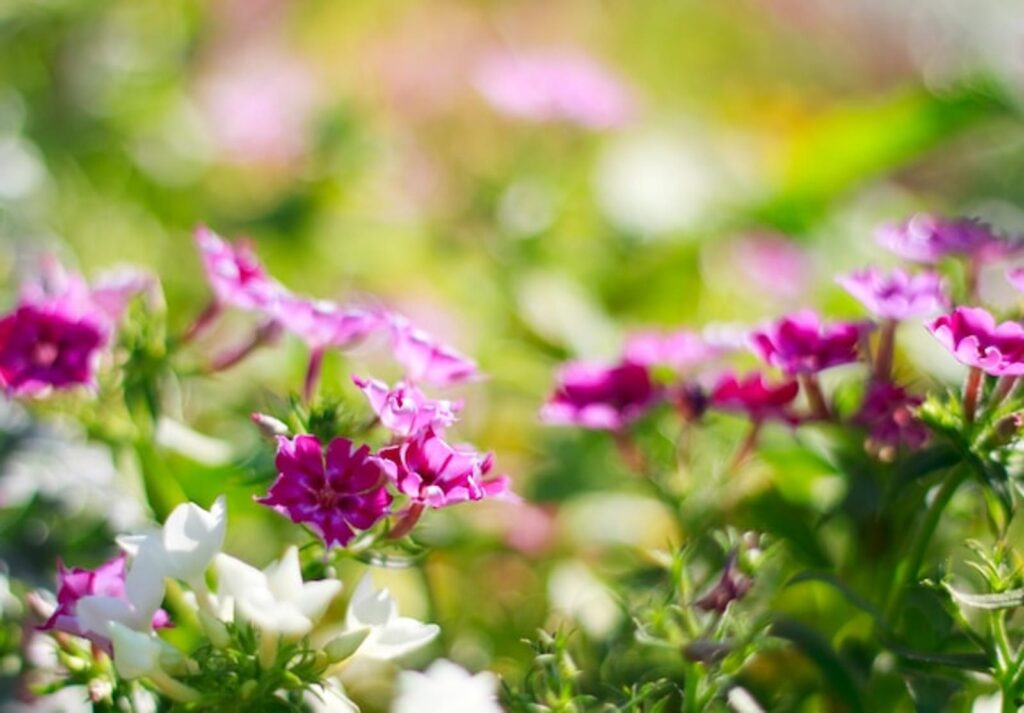 Jardin sans pesticides