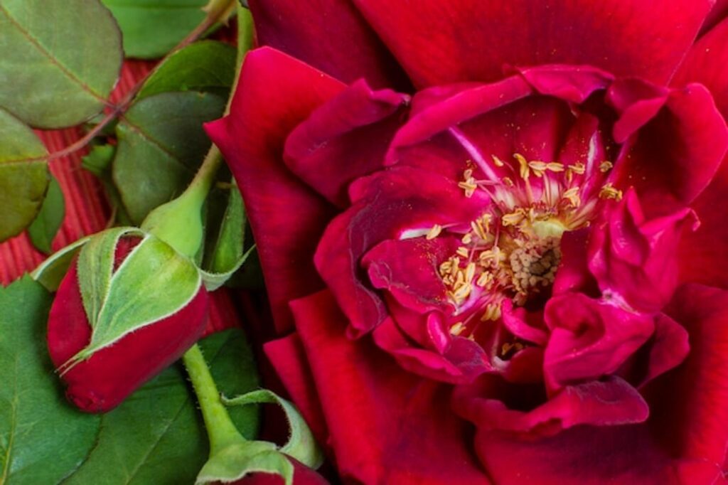 Oïdium du rosier