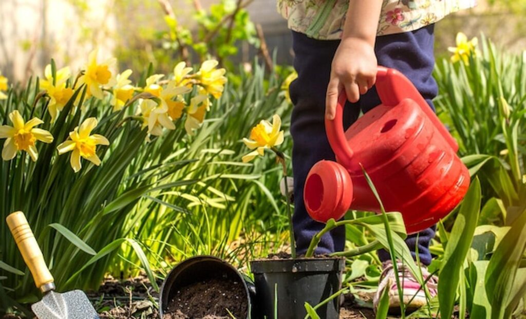 Planter et entretenir des tulipes