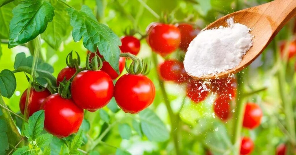 Pourquoi ajouter du bicarbonate de soude au pied de vos tomates