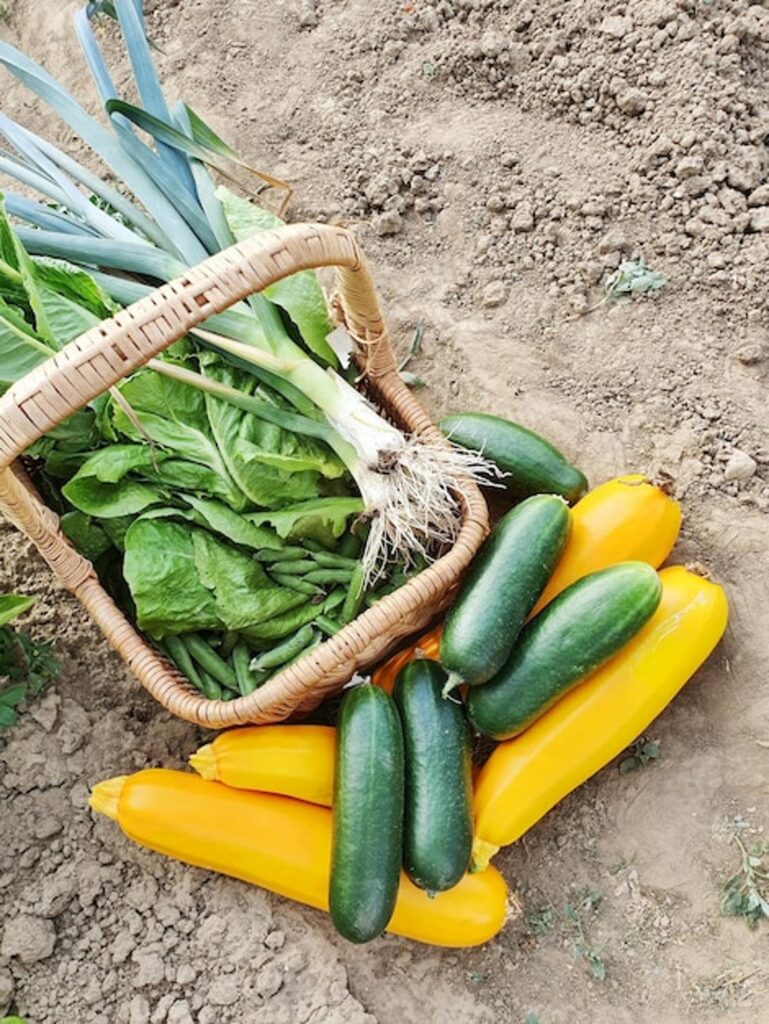 Recolte courgette