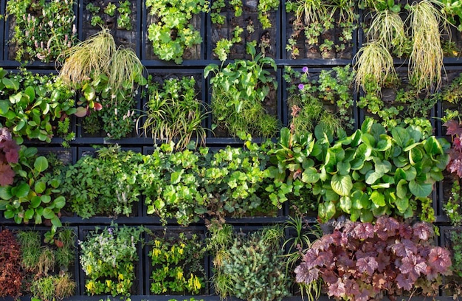 Réinventez votre espace avec le jardinage vertical