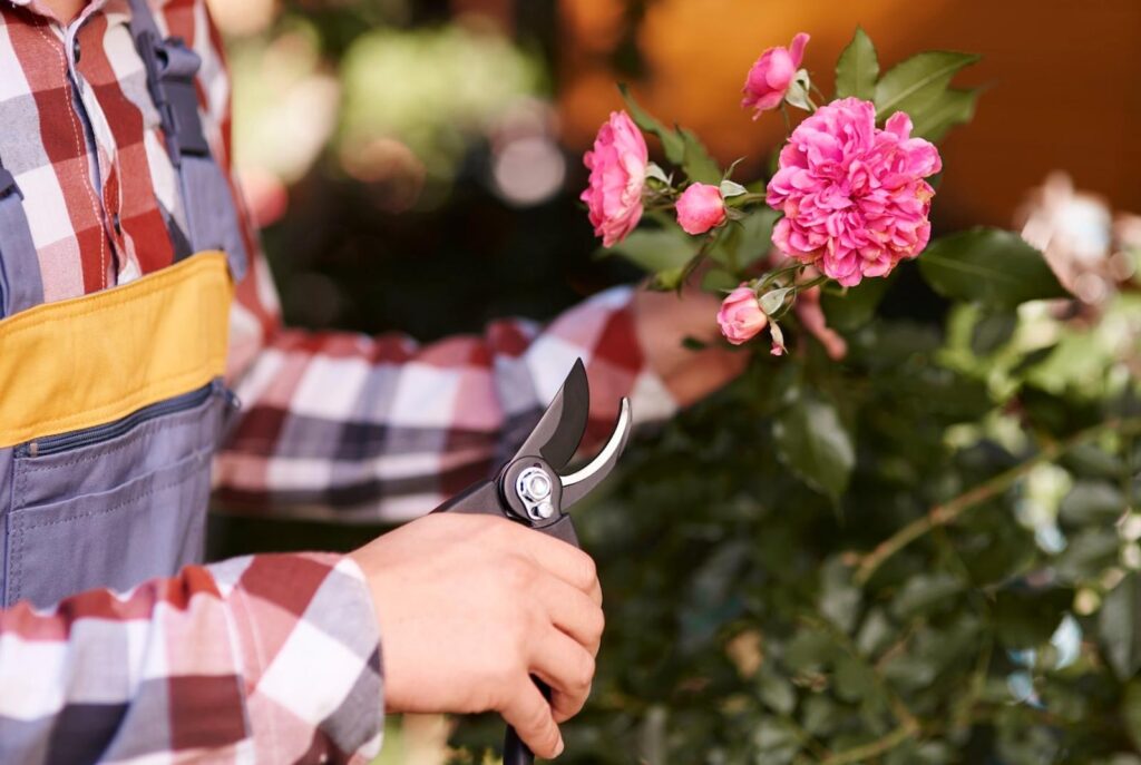 Rose trémière comment récupérer et semer les graines efficacement