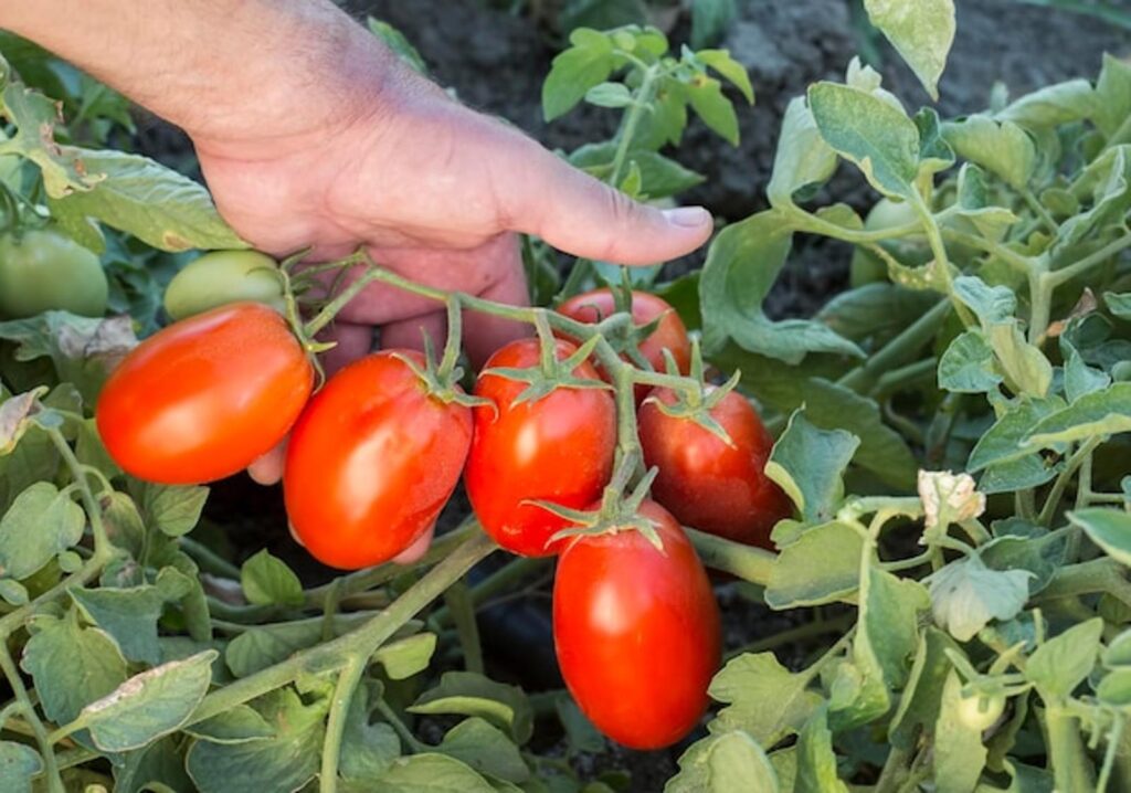 Secrets pour une récolte exceptionnelle de tomates