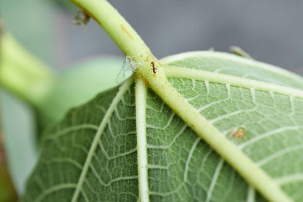 plante parasite
