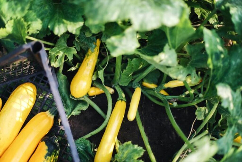 recolte courgette abondance