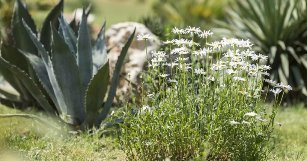 techniques pour un jardin autosuffisant