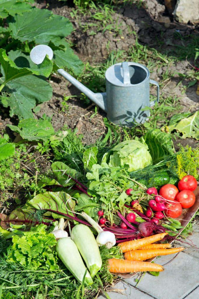 Les légumes à semer en urgence